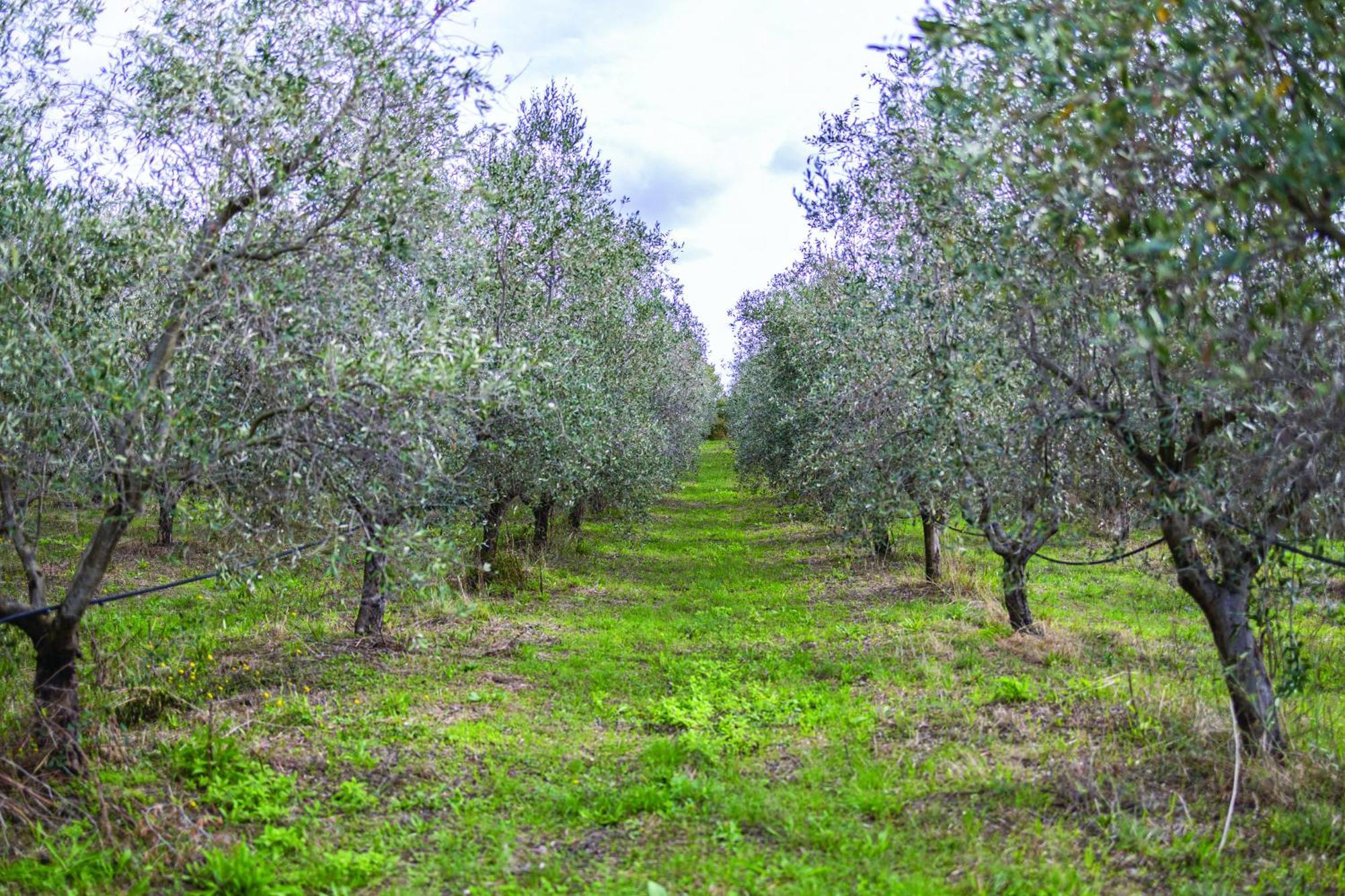 Agriturismo La Petrosa Ceraso Buitenkant foto